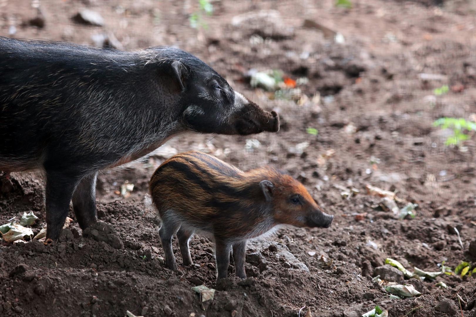 Adult Visayan warty pig with piglet standing on bared ground Image: AMY MIDDLETON 2023